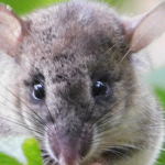 Forest Conservation and Public Health: How Protecting Trees Prevents Pandemics and Saves Lives