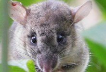 Forest Conservation and Public Health: How Protecting Trees Prevents Pandemics and Saves Lives