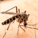 Wiping Out Malaria: The Strategic Interventions Needed for Global Eradication