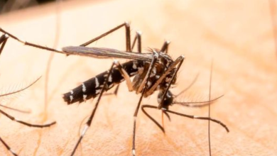 Wiping Out Malaria: The Strategic Interventions Needed for Global Eradication